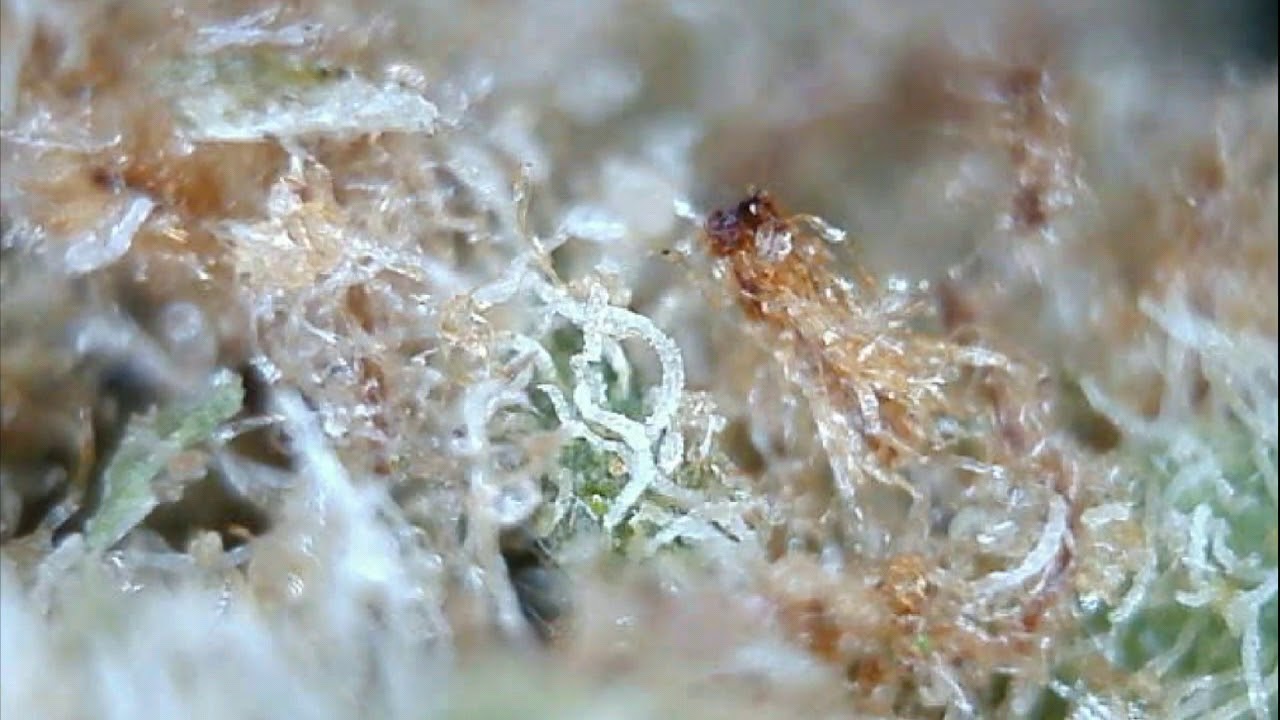 Trichome Trip