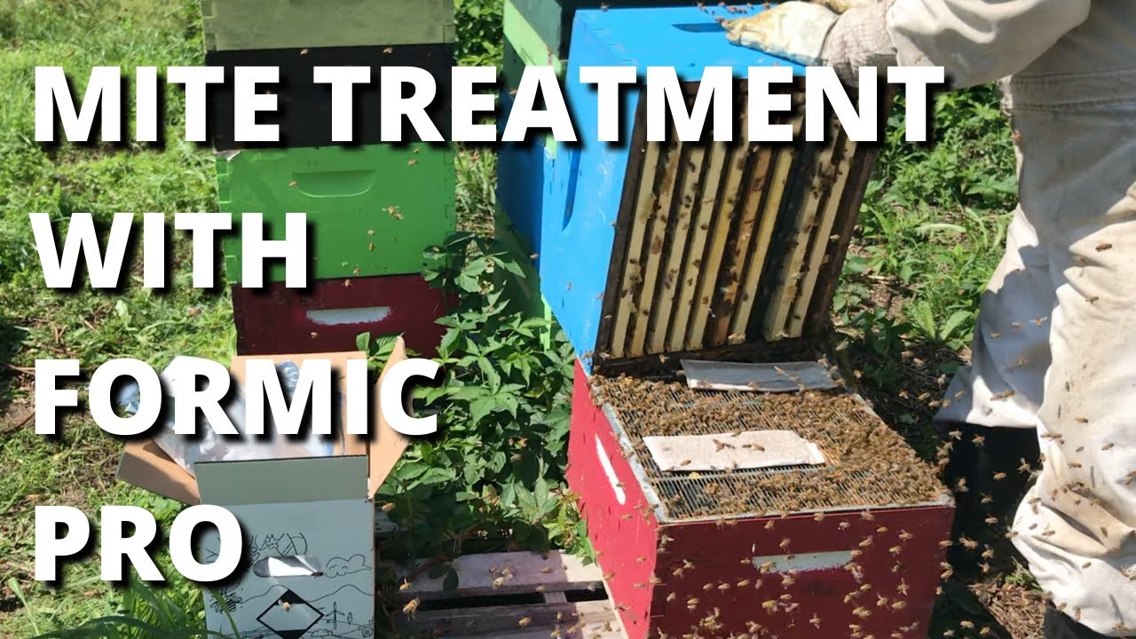 Mite treatment with Formic Pro
