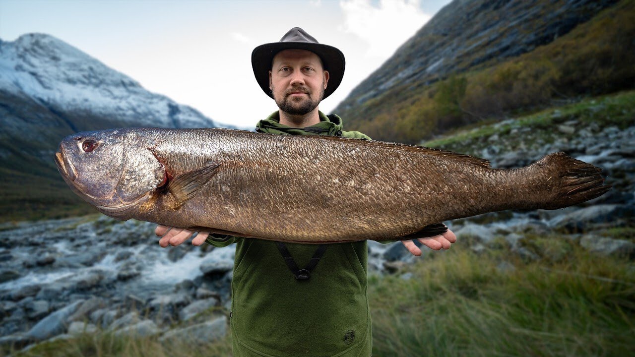 My wildest fish dishes deep in the heart of Norway's nature 😳🐟 ASMR outdoor cooking