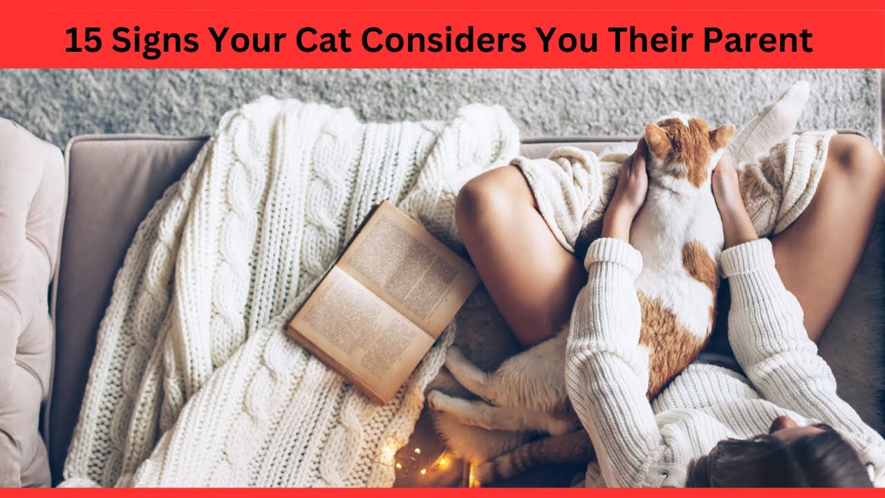 15 Signs Your Cat Considers You Their Parent