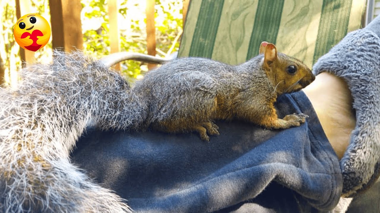 Белка не перестаёт возвращаться к женщине, которая её спасла 🐿️