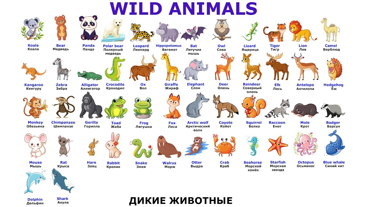 Учим английский. Названия и типы животных. Animal names and types of animals.