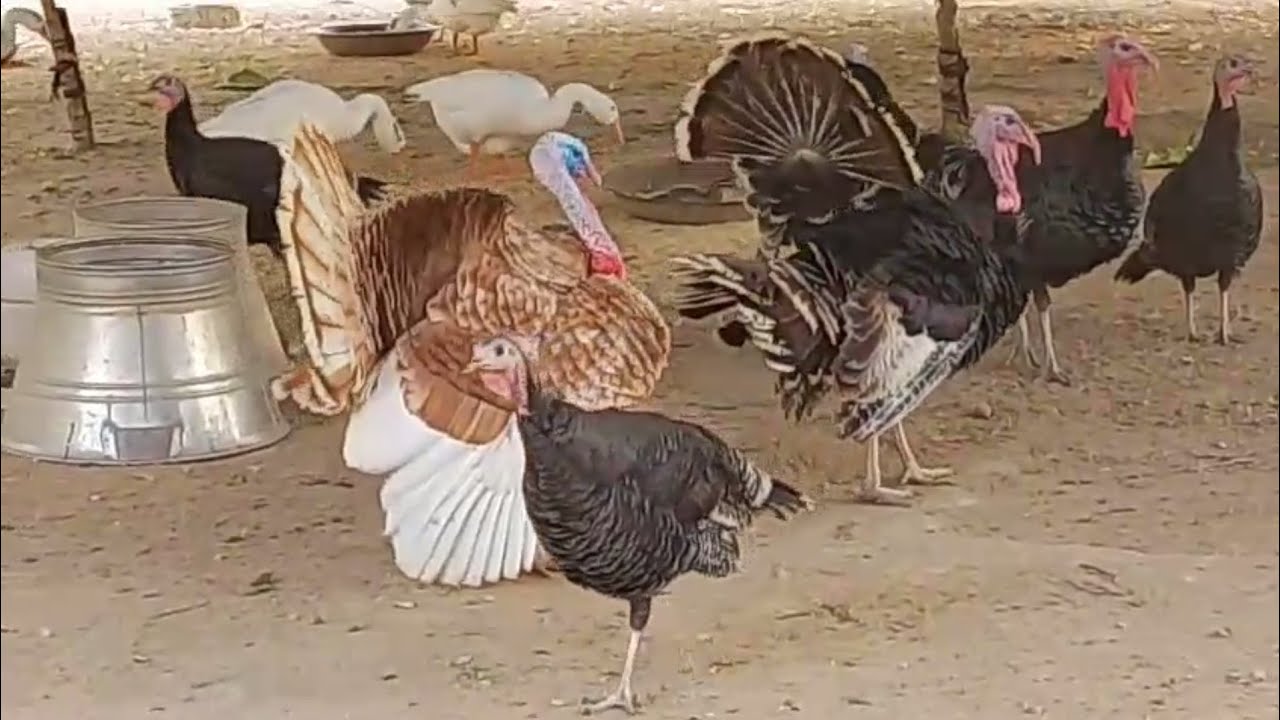 بھاولپور چڑیا گھر میں خوبصورت ترکیز دیکھیں