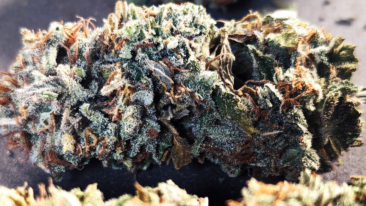 Vivosun DWC Hydroponic Bucket System Grow Series: Episode 4 - Harvest, Dry, Trim, Cure and Yields