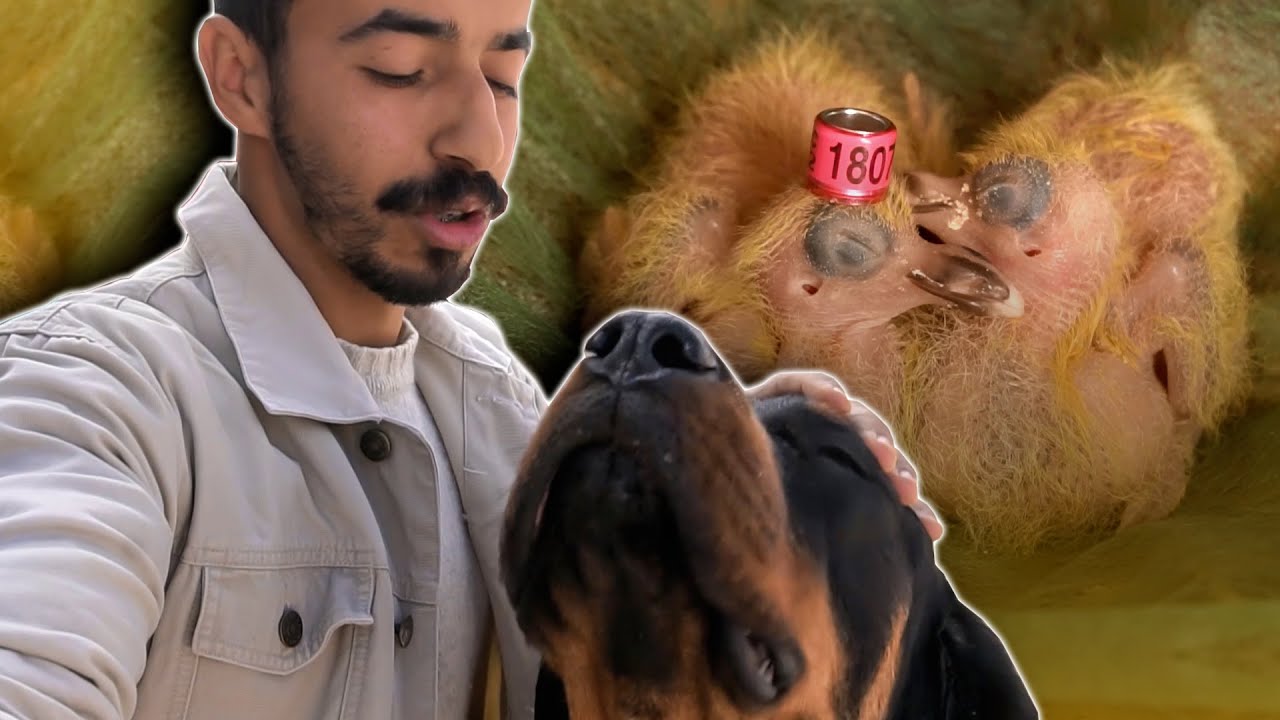 الكليبات ديال الدراري ولدو