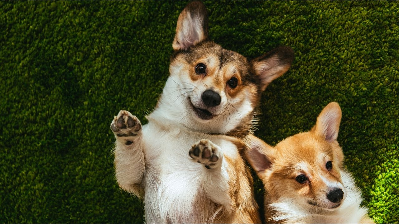 10 Corgi Pros And Cons (BEFORE You Adopt)🐾🐾