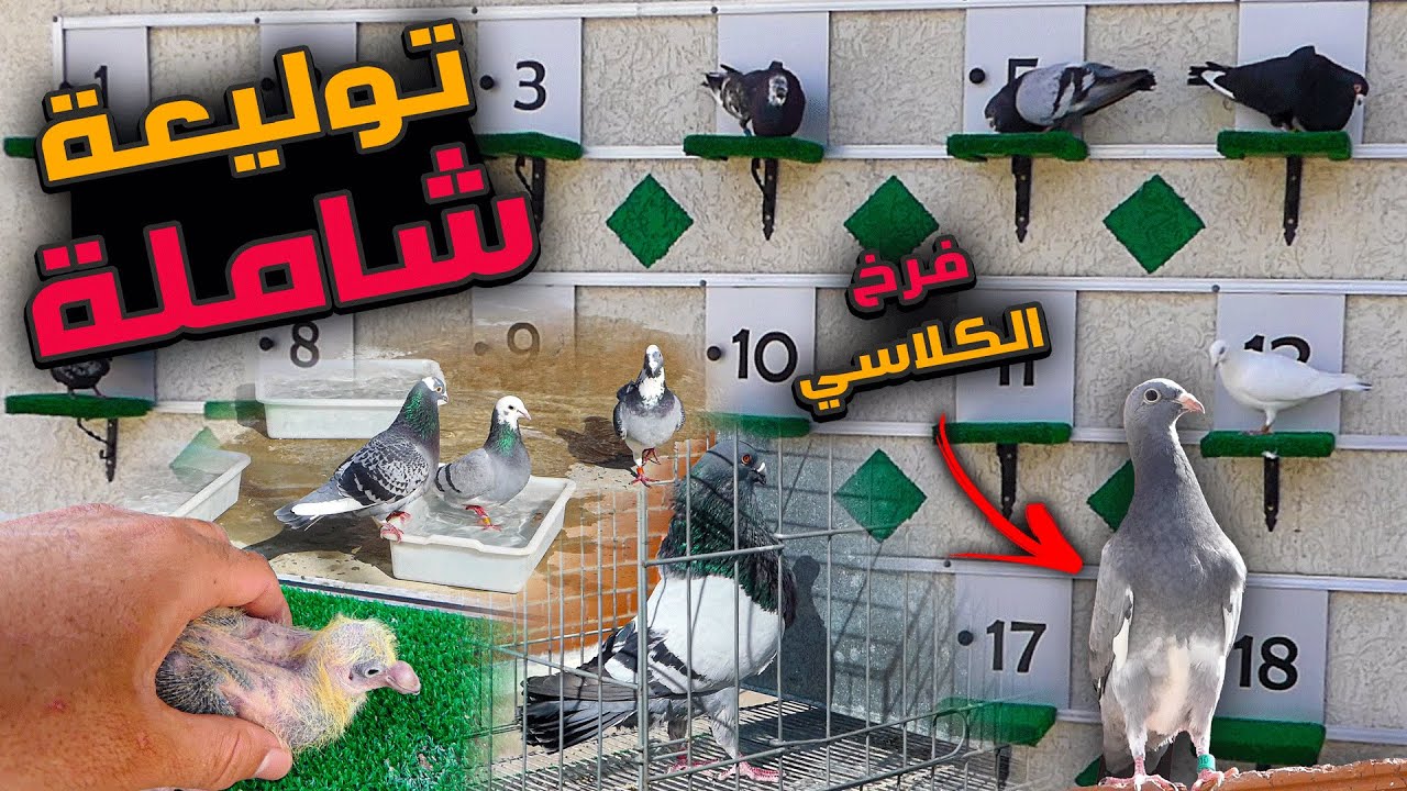 طلقت الحمام كلهم فالسطح والأنثى ديال الكلاسي بغات تهرب 😲