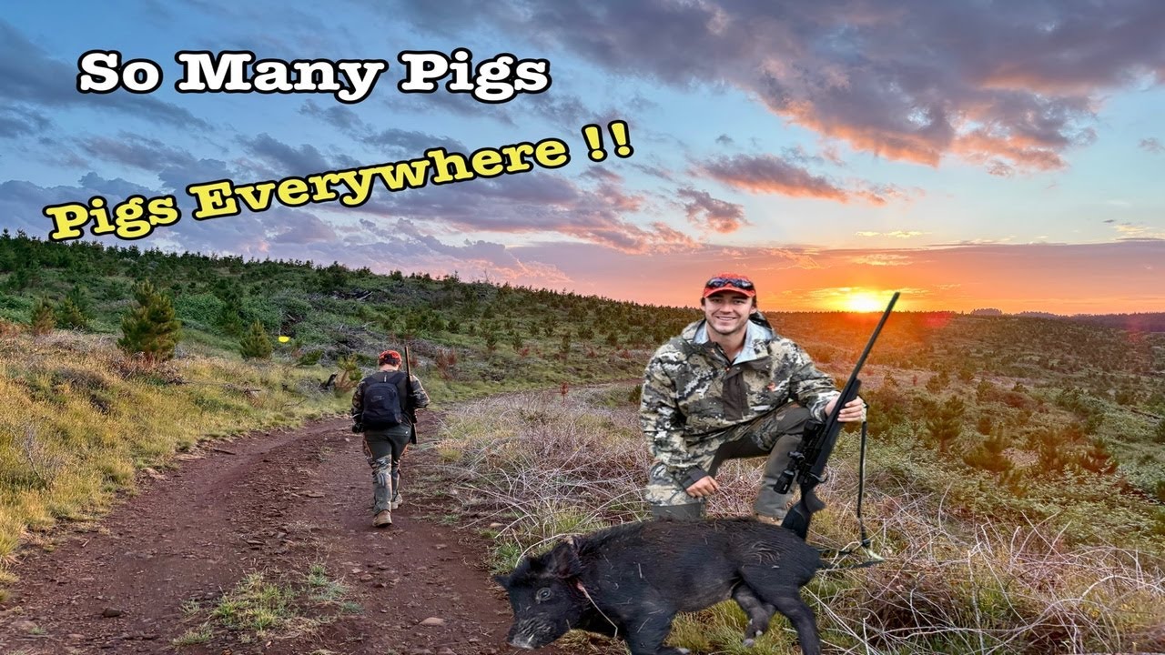 State Forest Hunting | So many pigs!