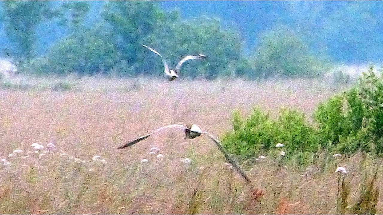 Ma nuit chez le garde-chasse 2015 05 26
