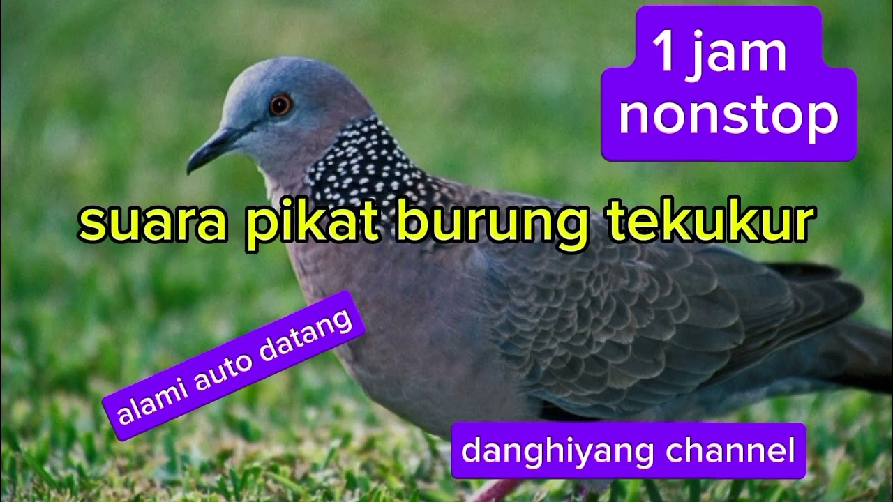 suara pikat burung tekukur#berburuterbaru #berpetualangandikanpung #hunting #tekukur