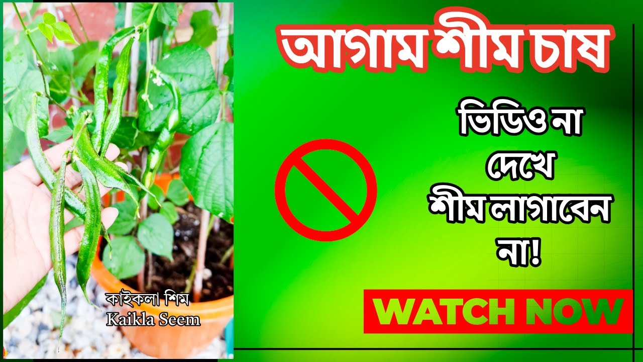 ভিডিও না দেখে শীম লাগাবেন না! 🚫 সময় আসার আগেই শীম লাগান! 🌱 ফলন ২ গুণ বেশি? 😱 কৃষকের গোপন টেকনিক!