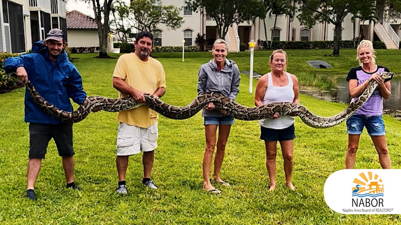 All About Naples - Python Hunting