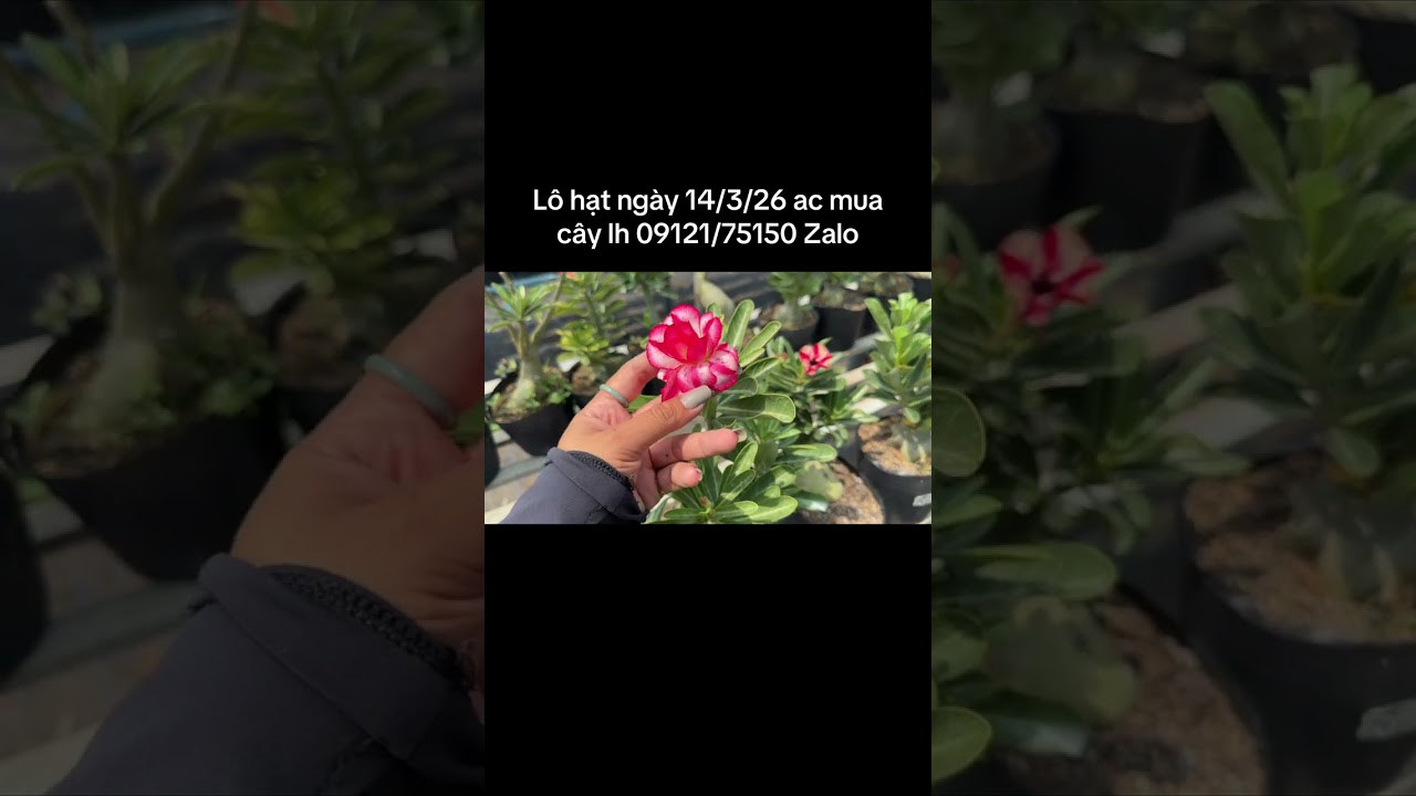 Lô hạt ngày 14/3/24 ac mua cây lh 0912175150