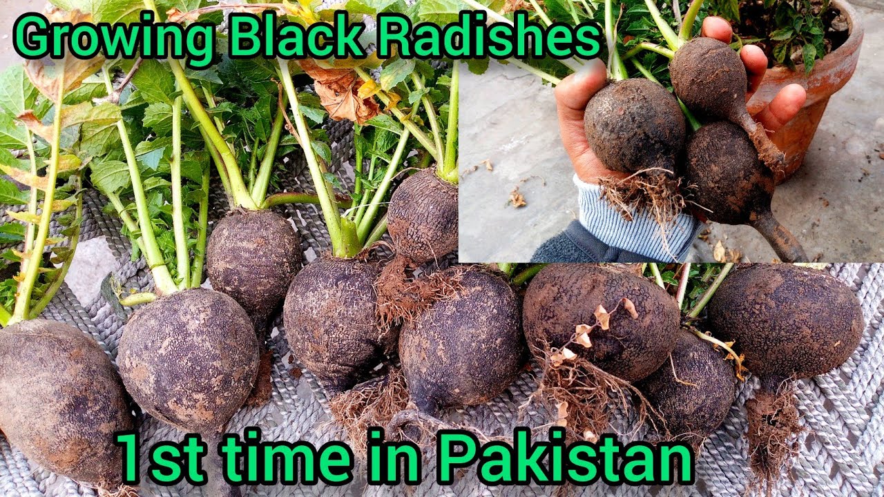 Growing Black Radishes in Pakistan | Black Radish Harvesting | Pakistan's 1st black radish