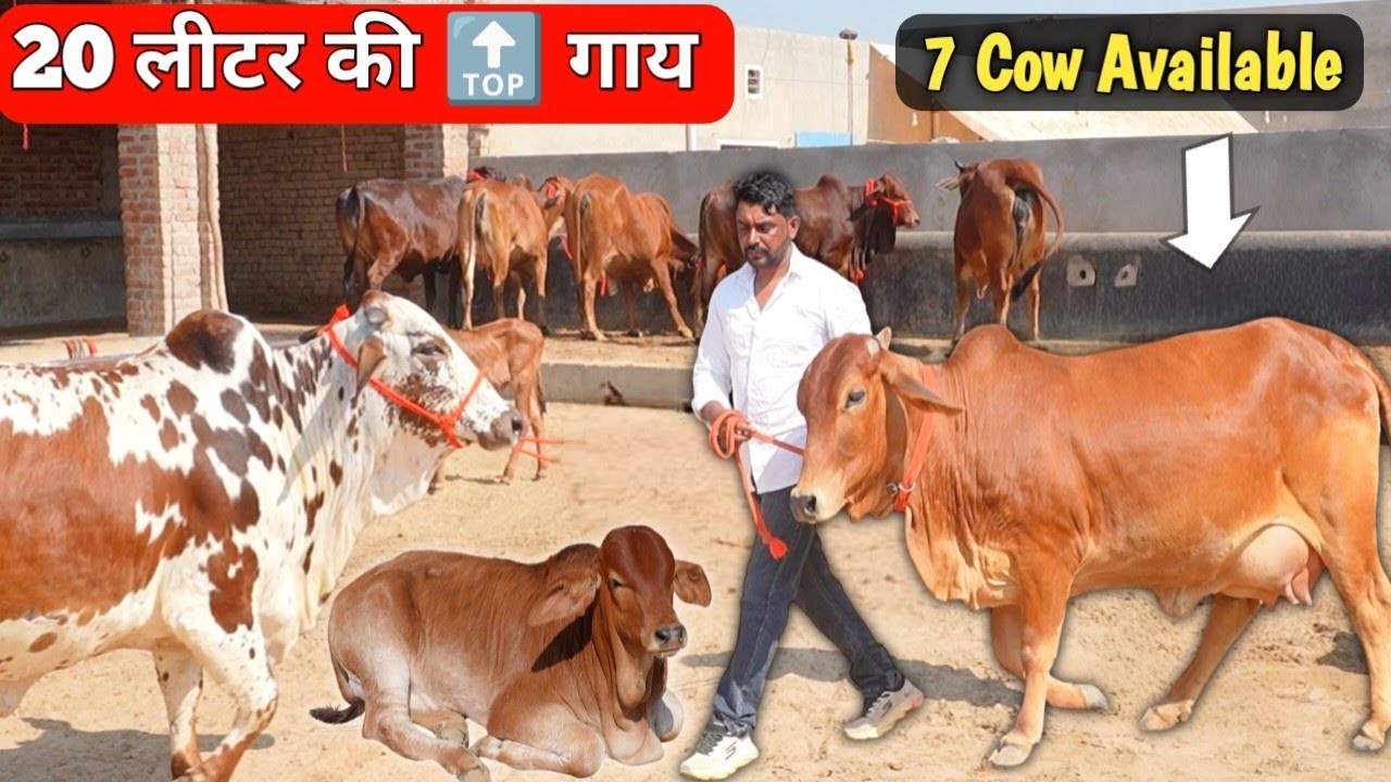 20 लीटर दूध की गिरलैंडो साहीवाल रेड सिंधी चोलिस्तानी श्यामा गाय ✨ Deva Dairy Farm 👉🏾 Cow Videos #Cow