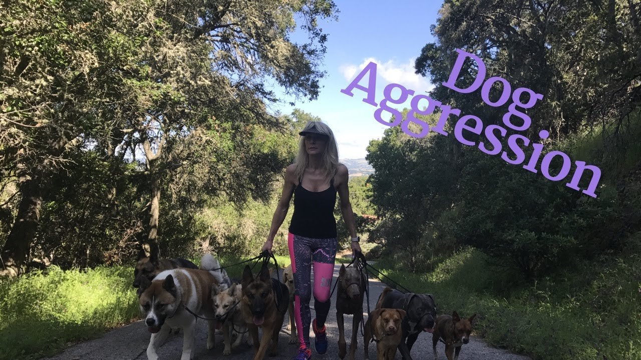 Dog psychology, overprotectiveness and dog aggression.