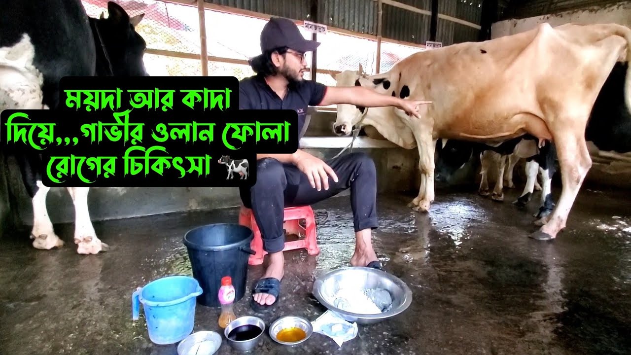 ময়দা আর কাদা দিয়ে,,গাভীর ওলান ফোলা রোগের চিকিৎসা 🐄