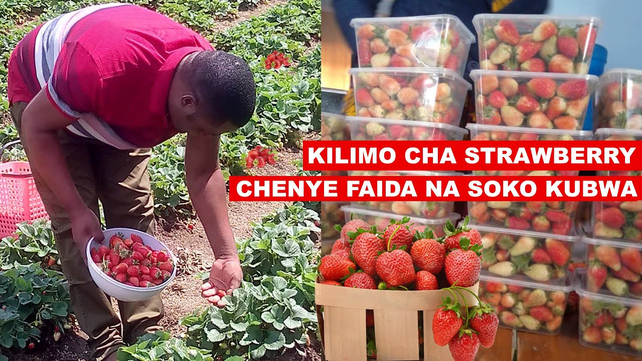 FAHAMU ZAIDI KUHUSU KILIMO CHA STRAWBERRY CHENYE FAIDA NA SOKO LA UHAKIKA