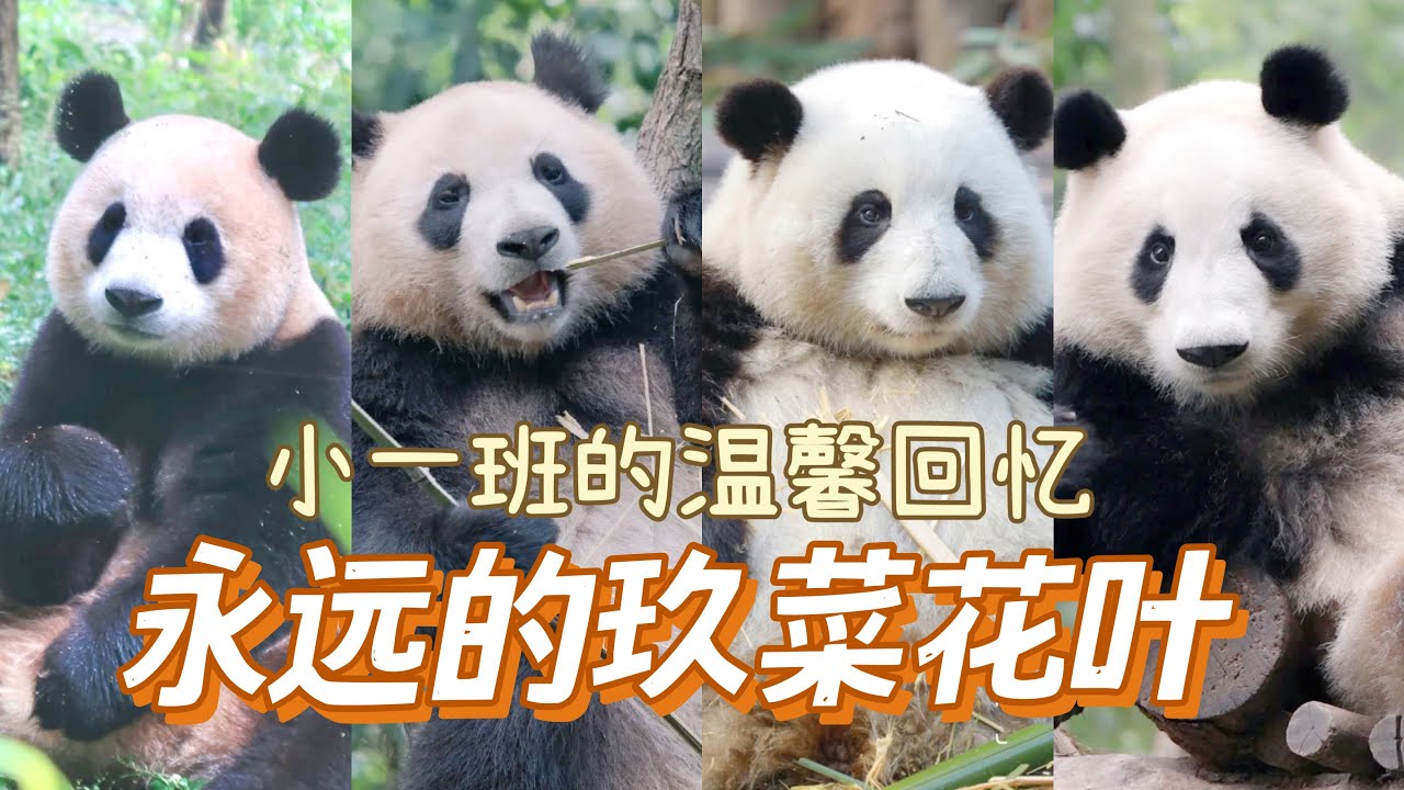 小一班的温馨回忆 永远的玖菜花叶