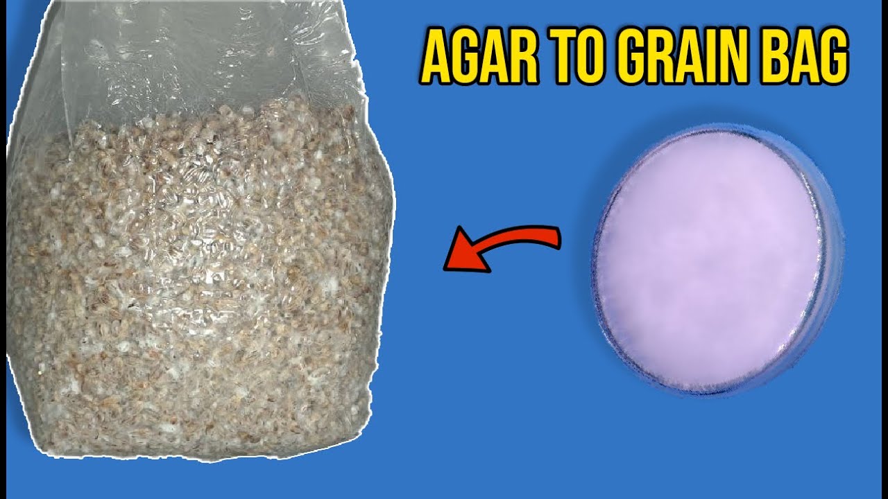 Agar To Grain Bags -Spawn Inoculation (Mushroom Cultivation)