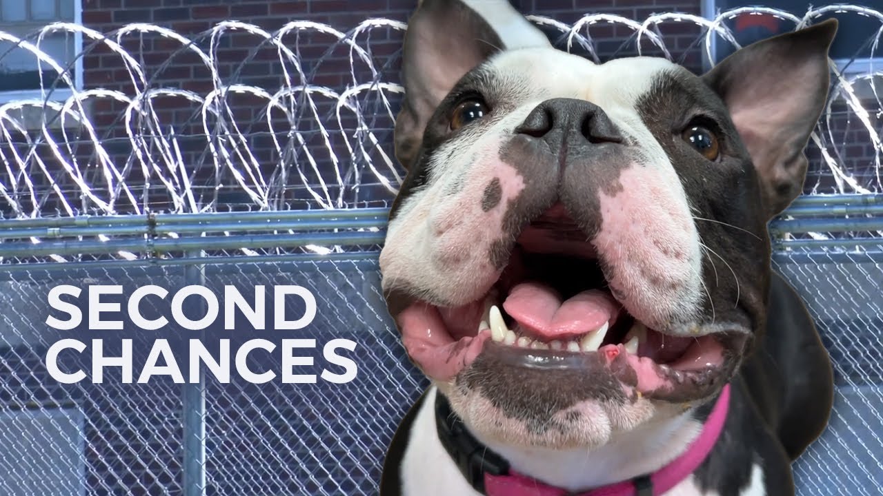 Shelter dogs receive unique training from unlikely volunteers