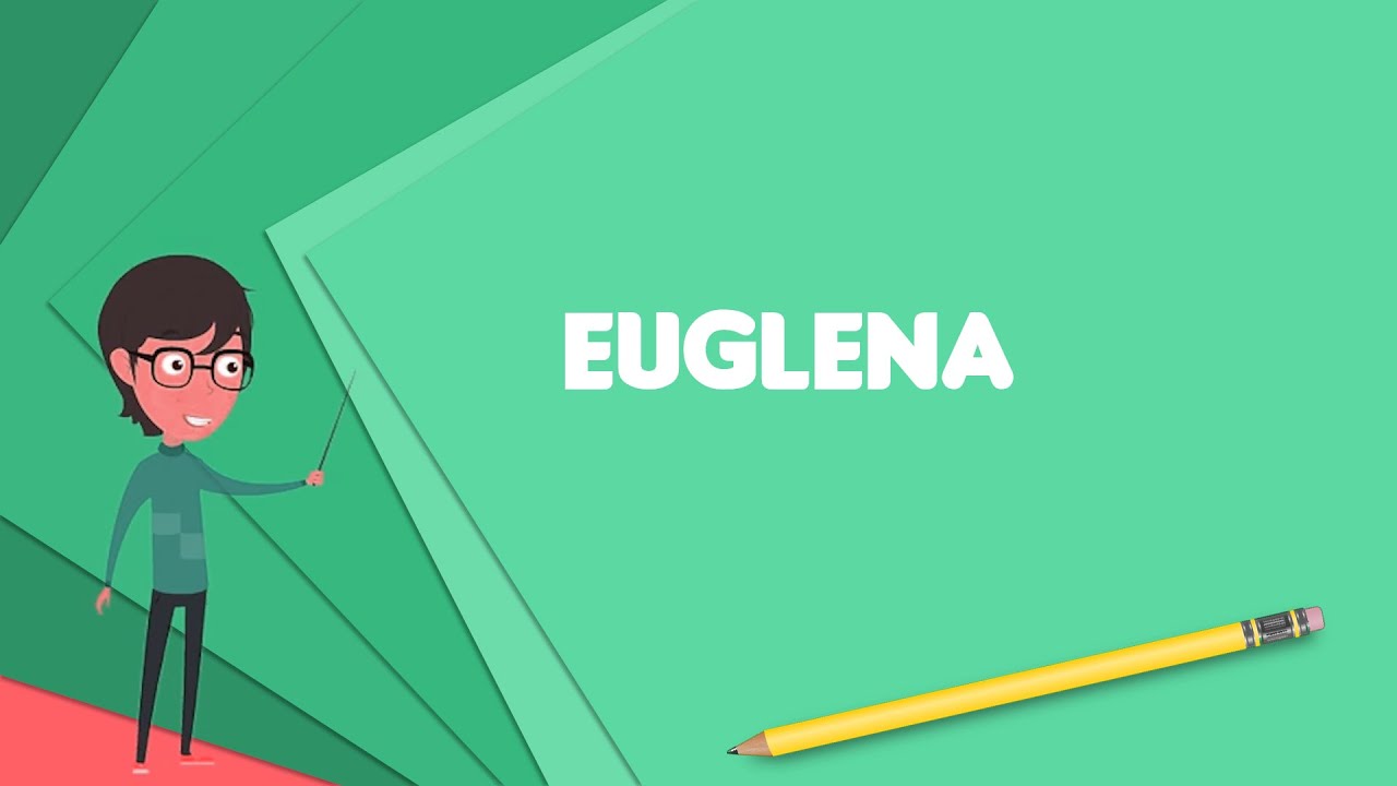 What is Euglena? Explain Euglena, Define Euglena, Meaning of Euglena