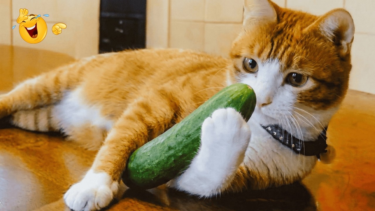 Funny Videos Try Not To Laugh🤣LEGENDARY Cats Moments Found On Internet🤣 Funny Cat Videos