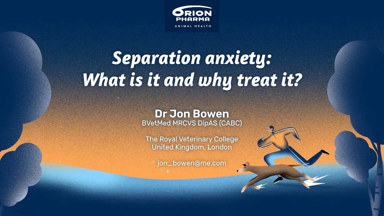 Separation anxiety  What is it and why treat it