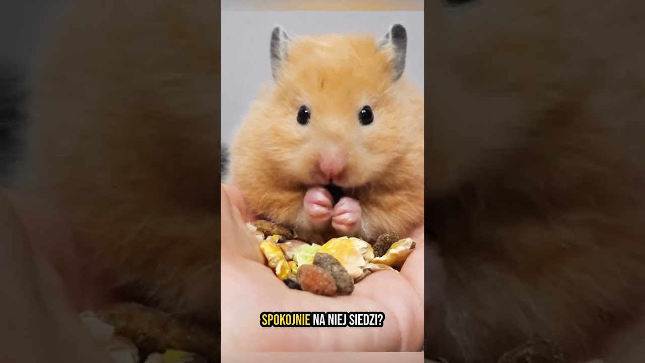 Zdziwisz się, jak słodko chomiki okazują uczucia! 😍🐹 #chomik