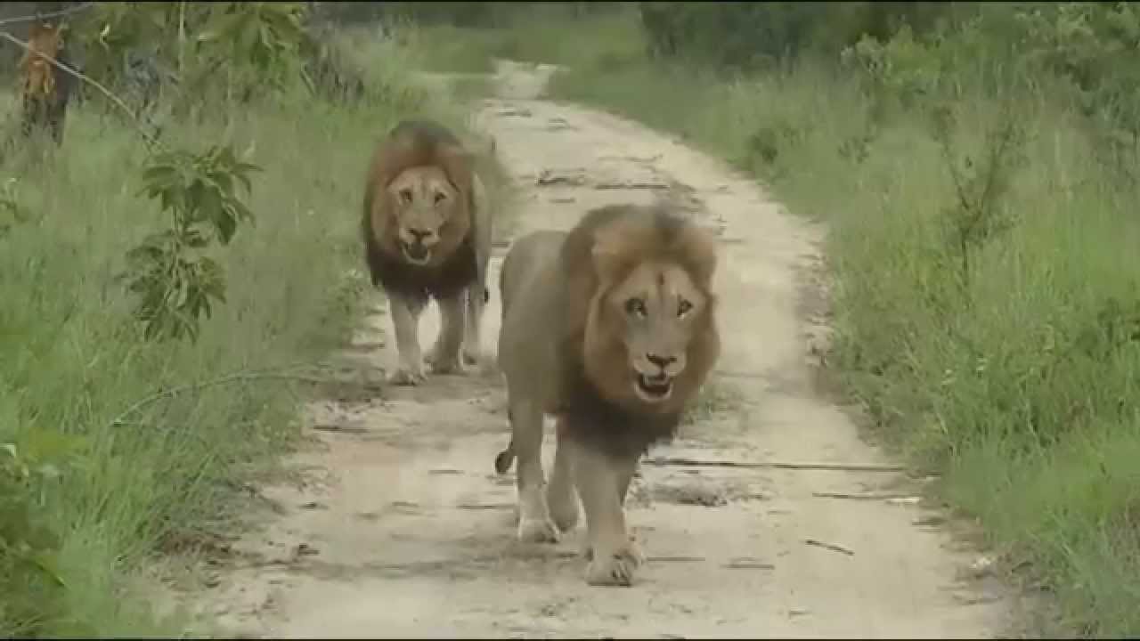 Matimba Male Lions Strolling Down The Road