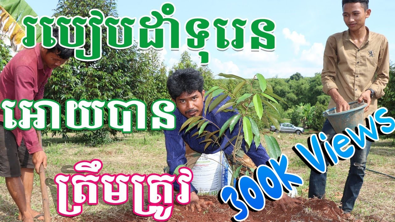 របៀបដាំទុរេន, How to grow durian - ក្រុមហ៊ុនជីធម្មជាតិ អុីអិក្សអិម (ឈុន កាំង) (012829999)