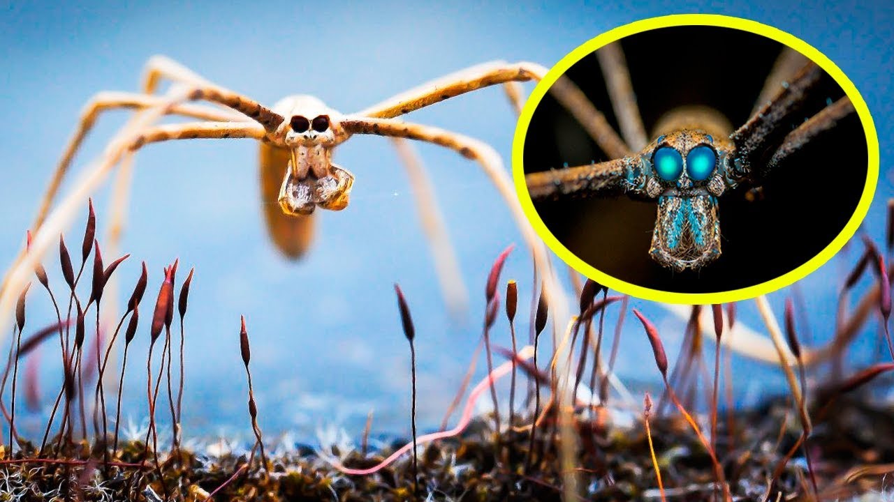 THE RAREST SPIDERS In The World