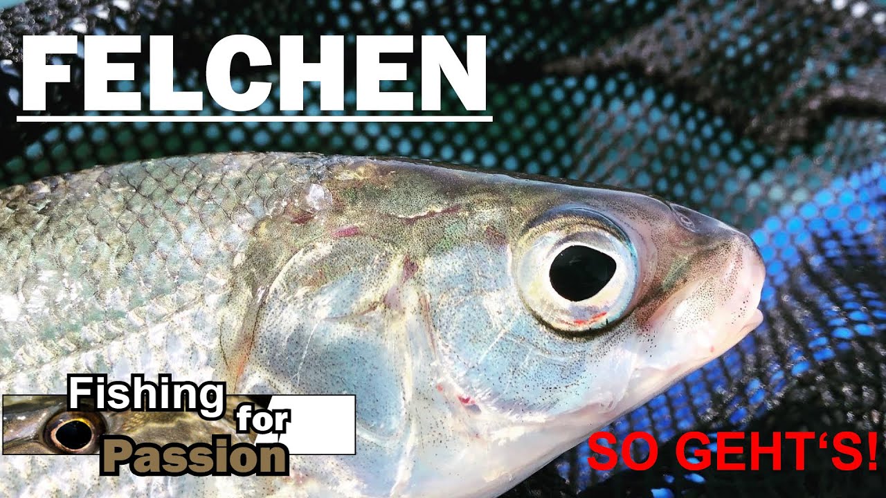 ANGELN auf Renken/Felchen mit der Hegene!