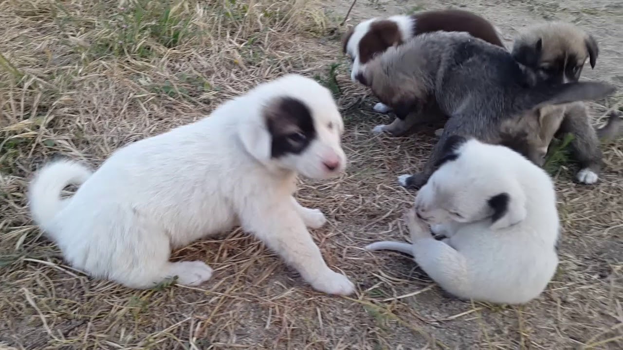 Zvonok balalari  🐶🐶🐶
