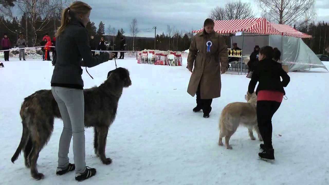 Lappalaiskoirat ry spring speciality show 2011 part 2