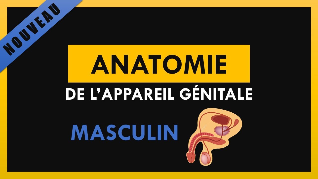 Anatomie De L'Appareil Génitale Masculin