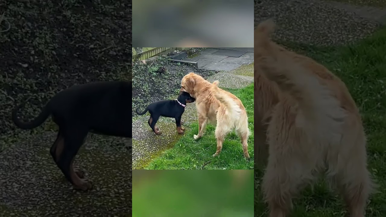 Golden Retriever Meets New Puppy Sister (First 7 Days)