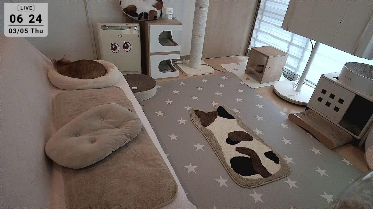 2026.3.5 ニャンコ部屋から生放送！〜猫らの寝相ウォッチング〜