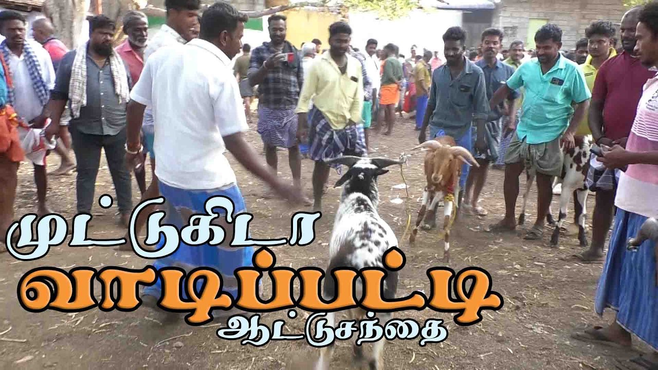 17 Mar 2026 | Vadipatti attu santhai | வாடிப்பட்டி முட்டுகிடா சந்தை