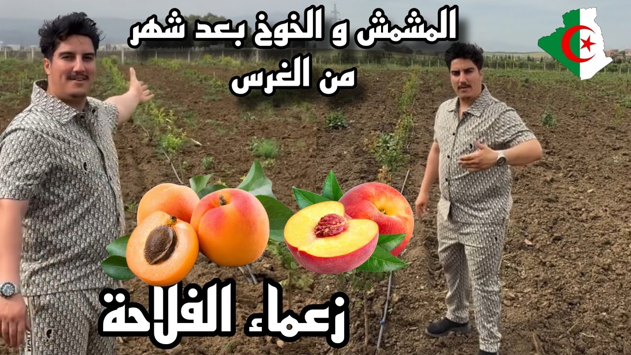 الإستثمار الحقيقي في زراعة الأشجار المثمرة بفضل جنود الجزائر Agriculture de fruits d'Algérie 