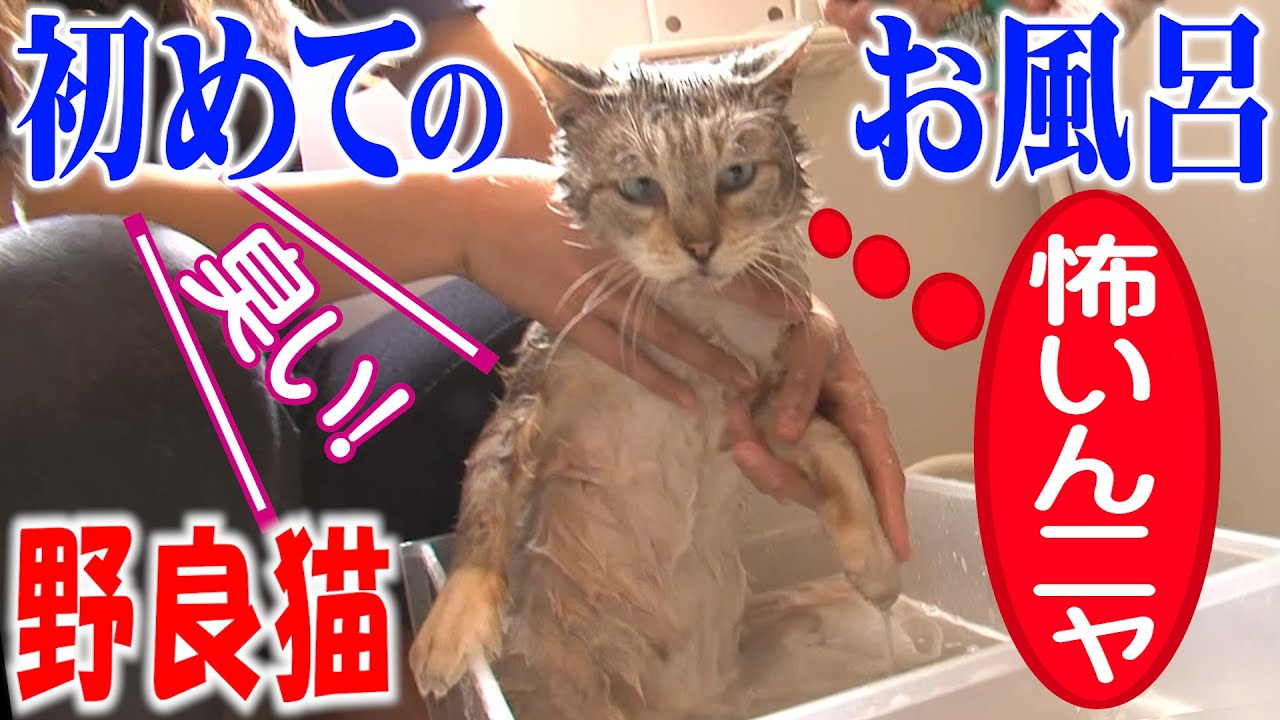 【野良猫の風呂】泥だらけの通い猫をシャンプーしてみたら大暴れ!!【子猫出産前の夏】【#3】