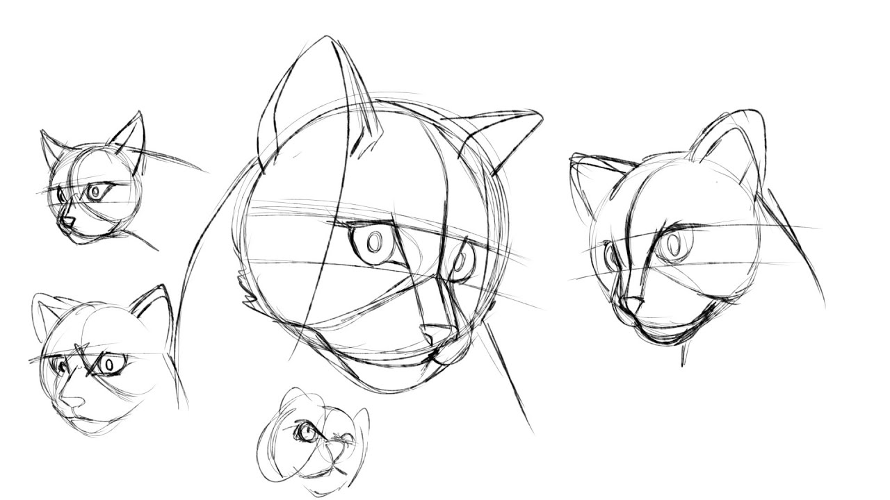 Como desenhar Felinos!!! dicas part 16