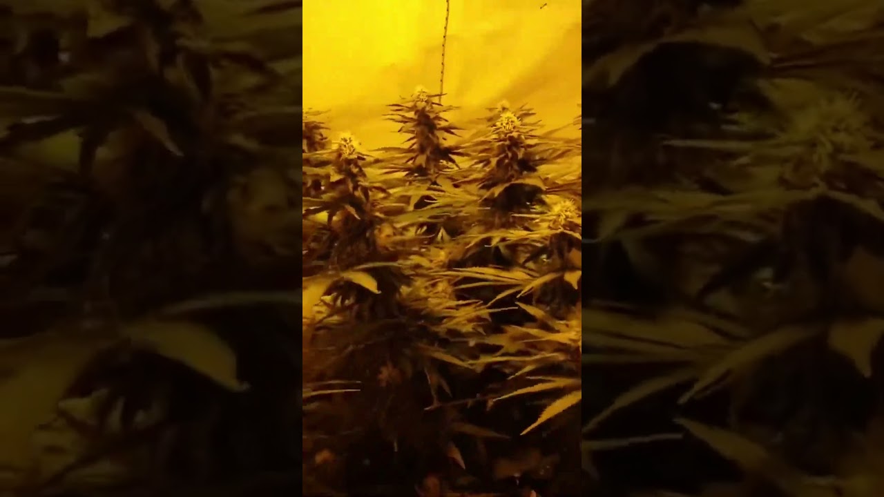#cinerella99 #feminizedseeds #cannabis
