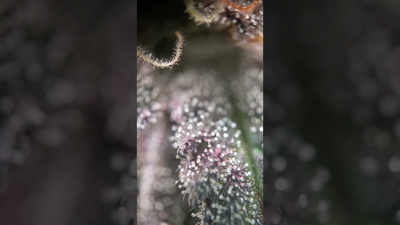 Insane Frosty Trichomes 🥵✨Drop a 🔥 if you love frosty Trichomes 🥶