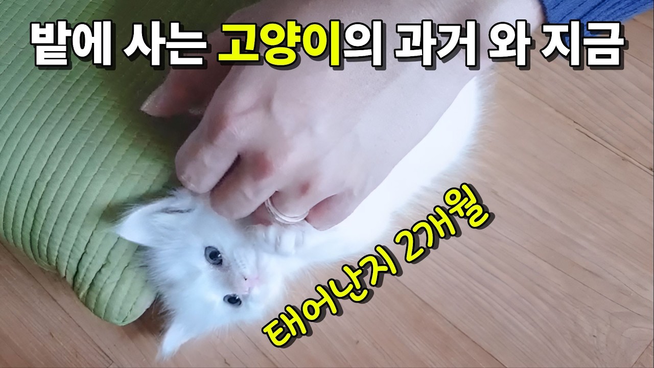 밭에 사는 고양이의 처음부터 현재