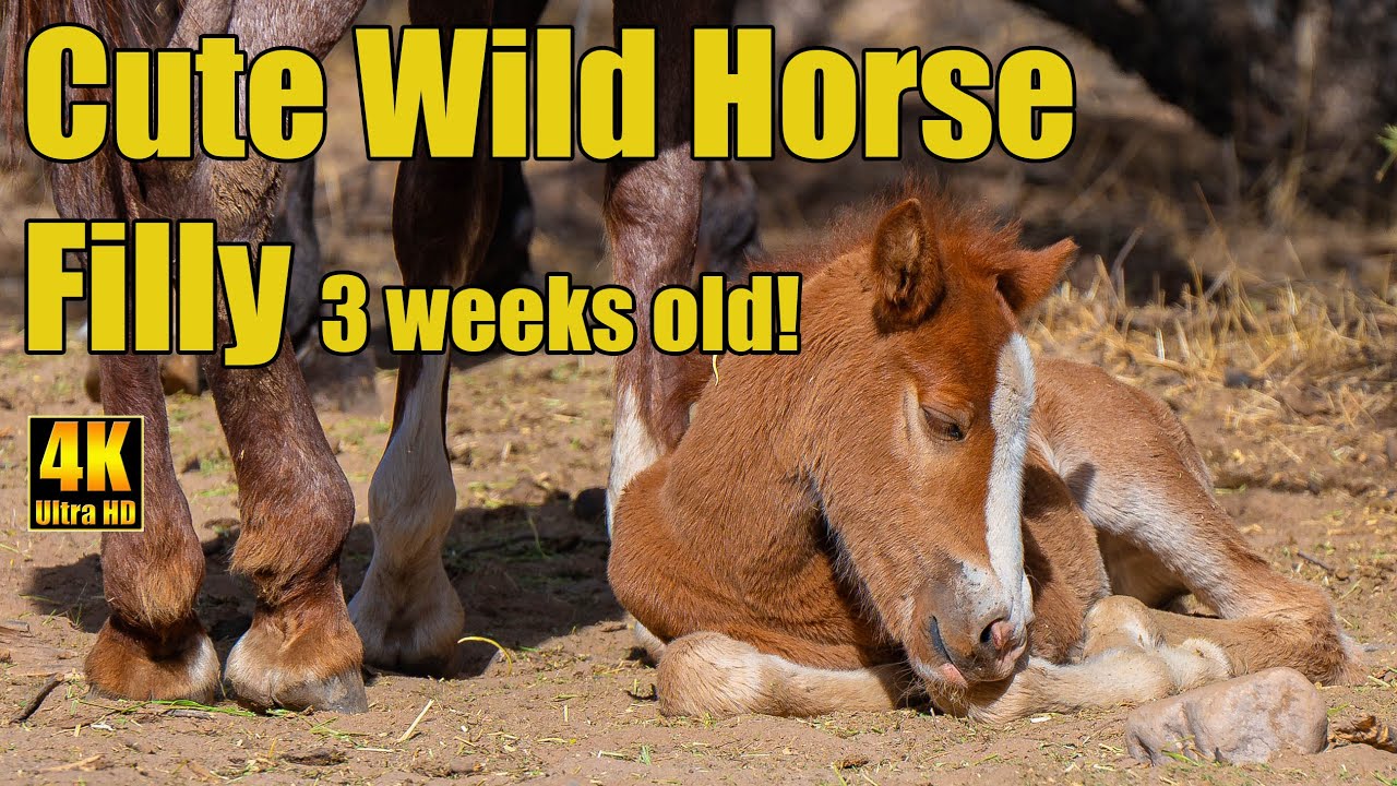 Cute 3-Week Old Filly with Salt River Wild Horses