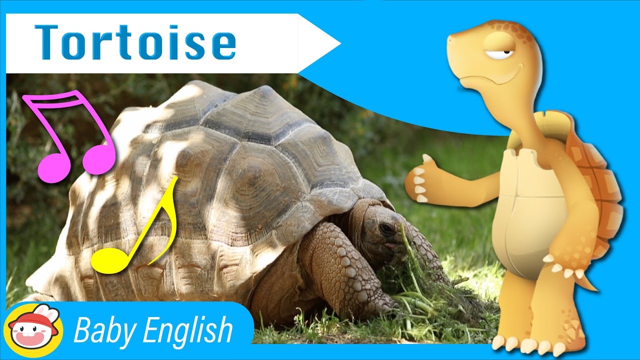 Tortoise | Awesome Animals | Music for Kids