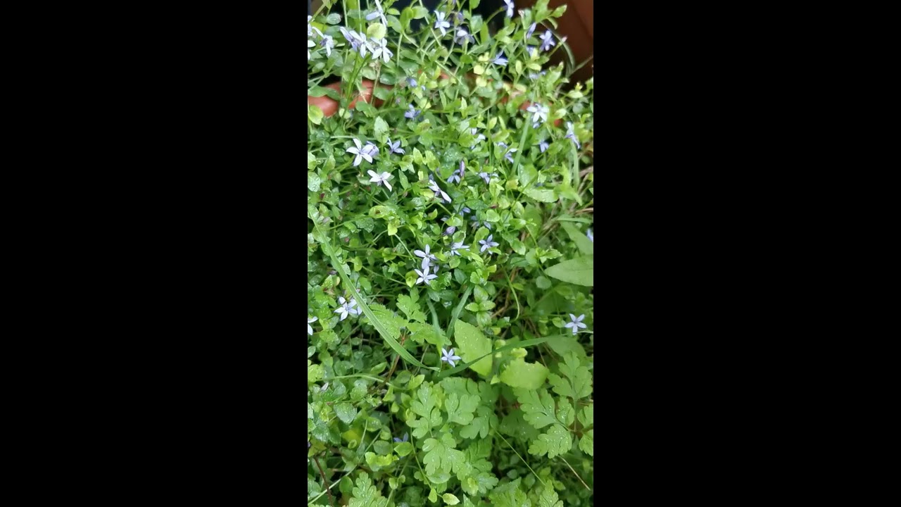 Pratia pedunculata, the blue star creeper, a gorgeous perennial ground cover for gardens and pots