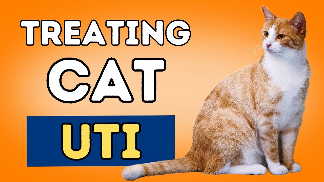 Urinary Tract Infections in Cats