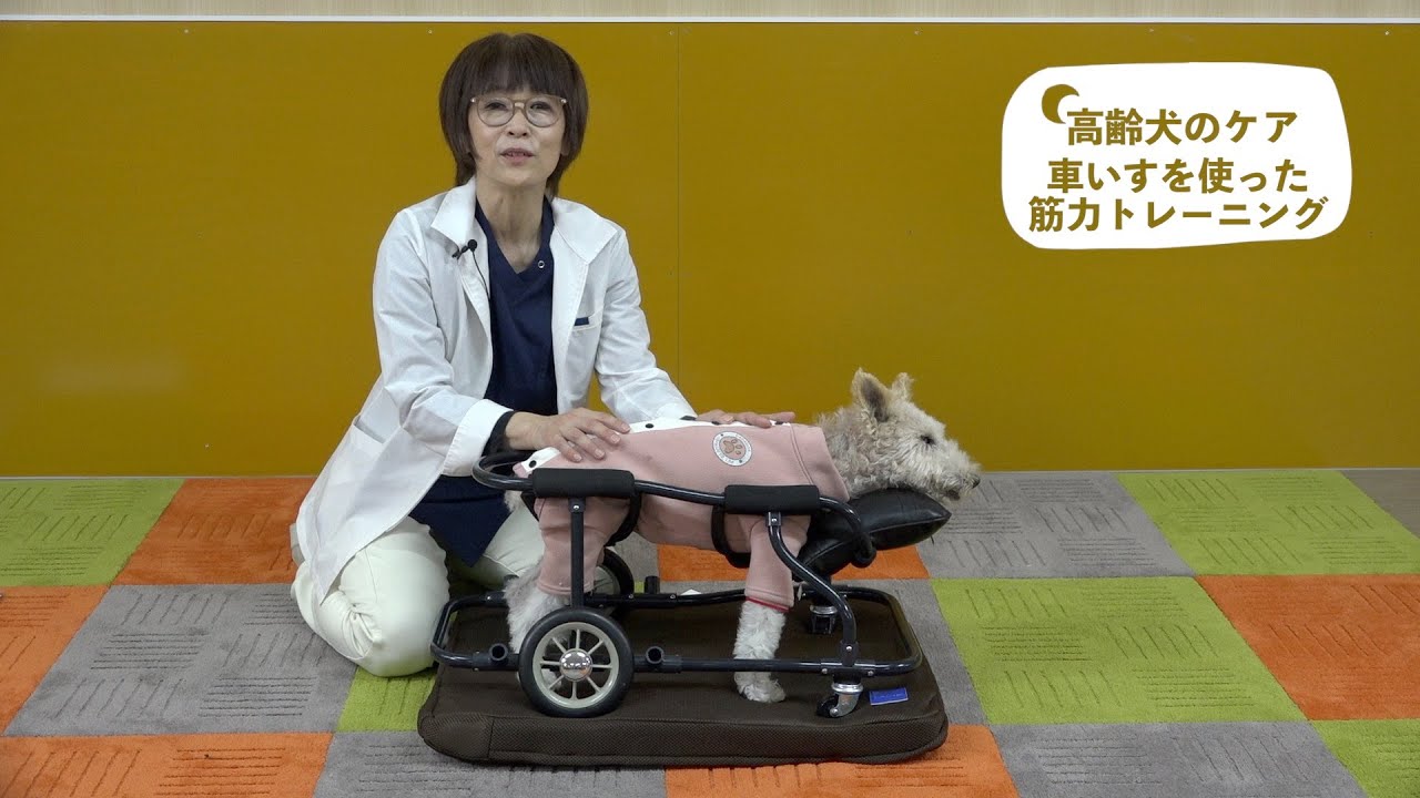 高齢犬のケア　車いすを使った筋力トレーニング